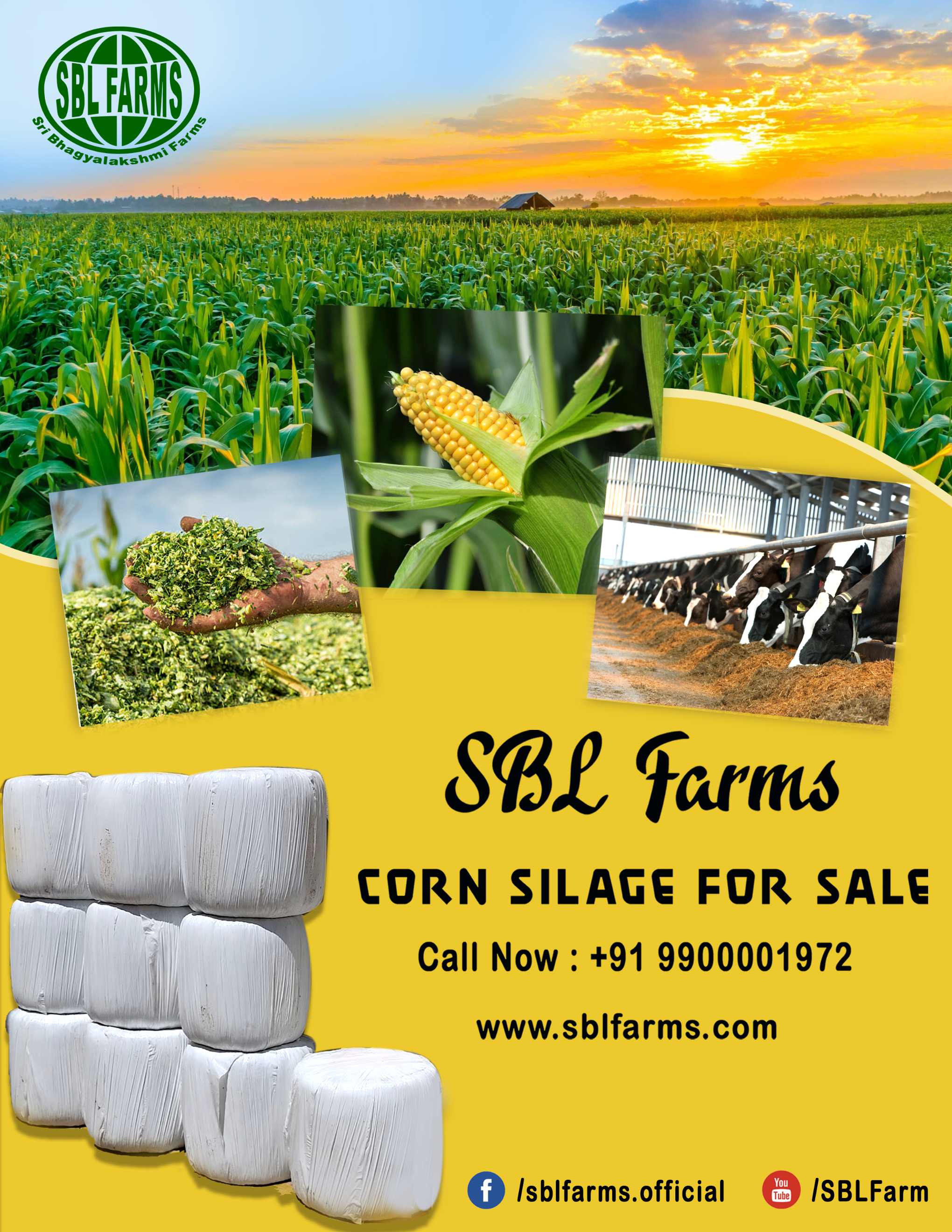 Corn Silage Suppliers in Bangalore | Corn Silage for Sale  |  Corn Silage, Baby Corn Silage manufacturers, suppliers & exporters in Bangalore | corn silage for sale in bangalore |  Sri Bhagyalakshmi Farms Corn Silage Bangalore| Silage Balers | Animal Feed Manufacturers | Production of Silage |Cattle feed manufacturers & suppliers - SBL Farms is solving the biggest fodder crisis in India, by supplying Silage bales, Bailing machines to dairy farmers, Cooperatives, Animal Husbandry | Best Cattle Feed Manufacturers & Silage Suppliers in India | Indias Best Baled Silage Producers